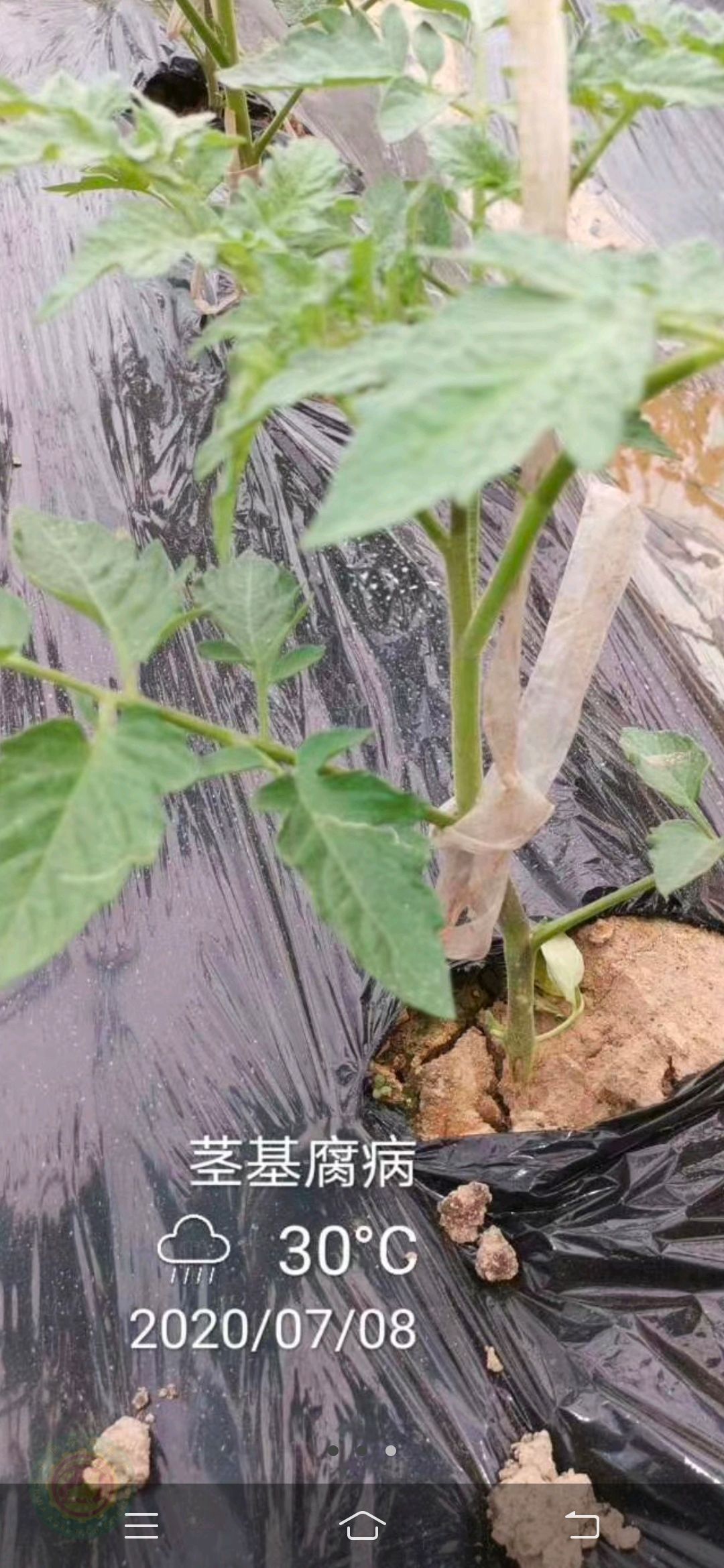 设施种植西红柿得了茎基腐病应该如何防治?