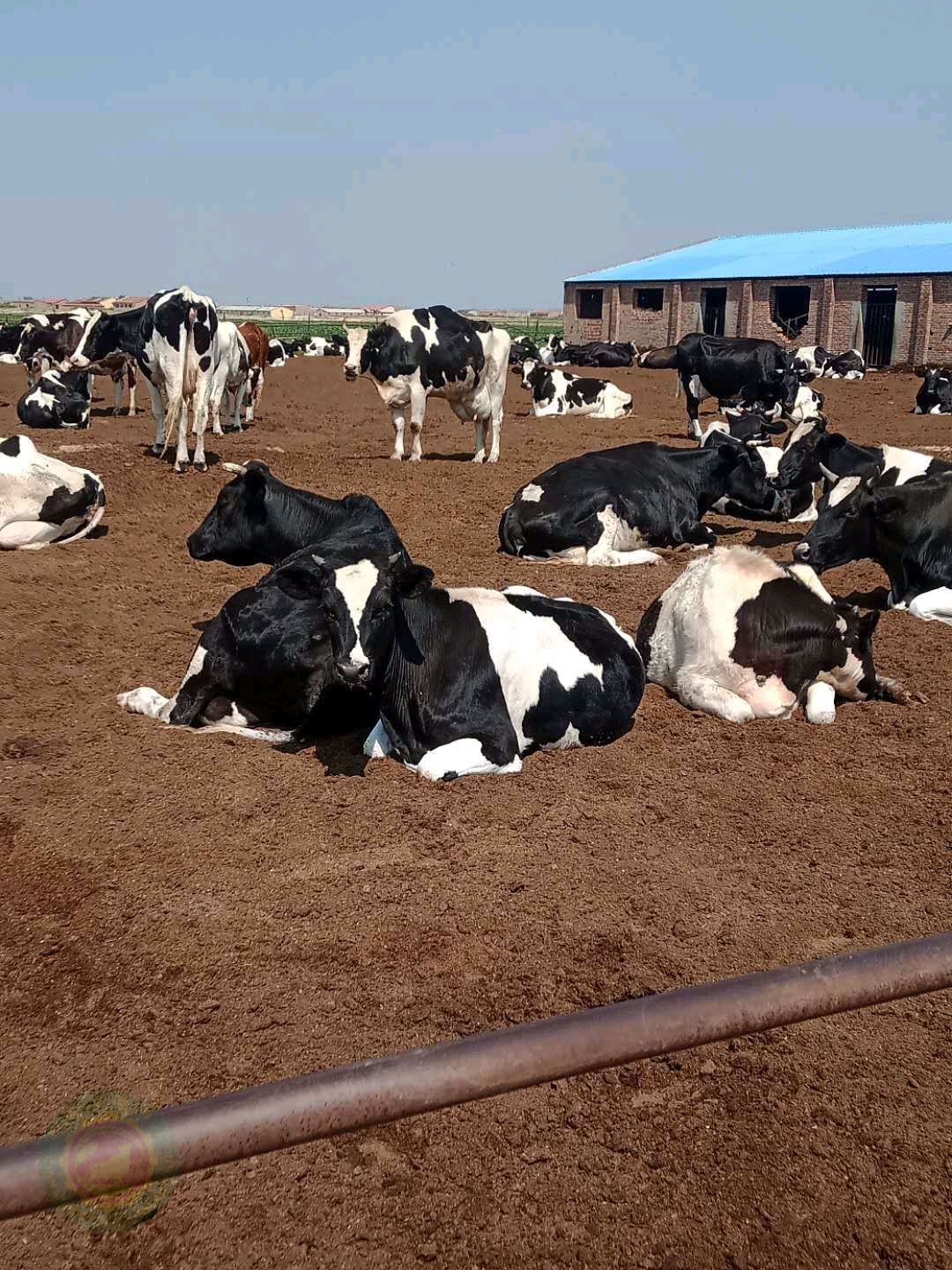 炎热夏季奶牛养殖需要注意什么?