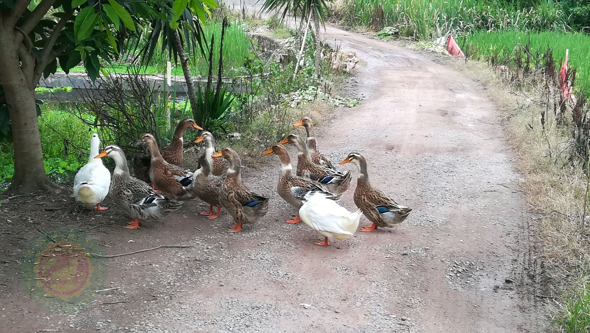 请大家看这种农家散养的土麻鸭肉质肯定比规模群养的催肥肉鸭好,是吗?