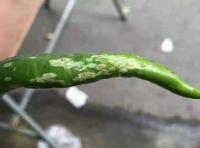 辣椒细菌性疮痂病如何防治?