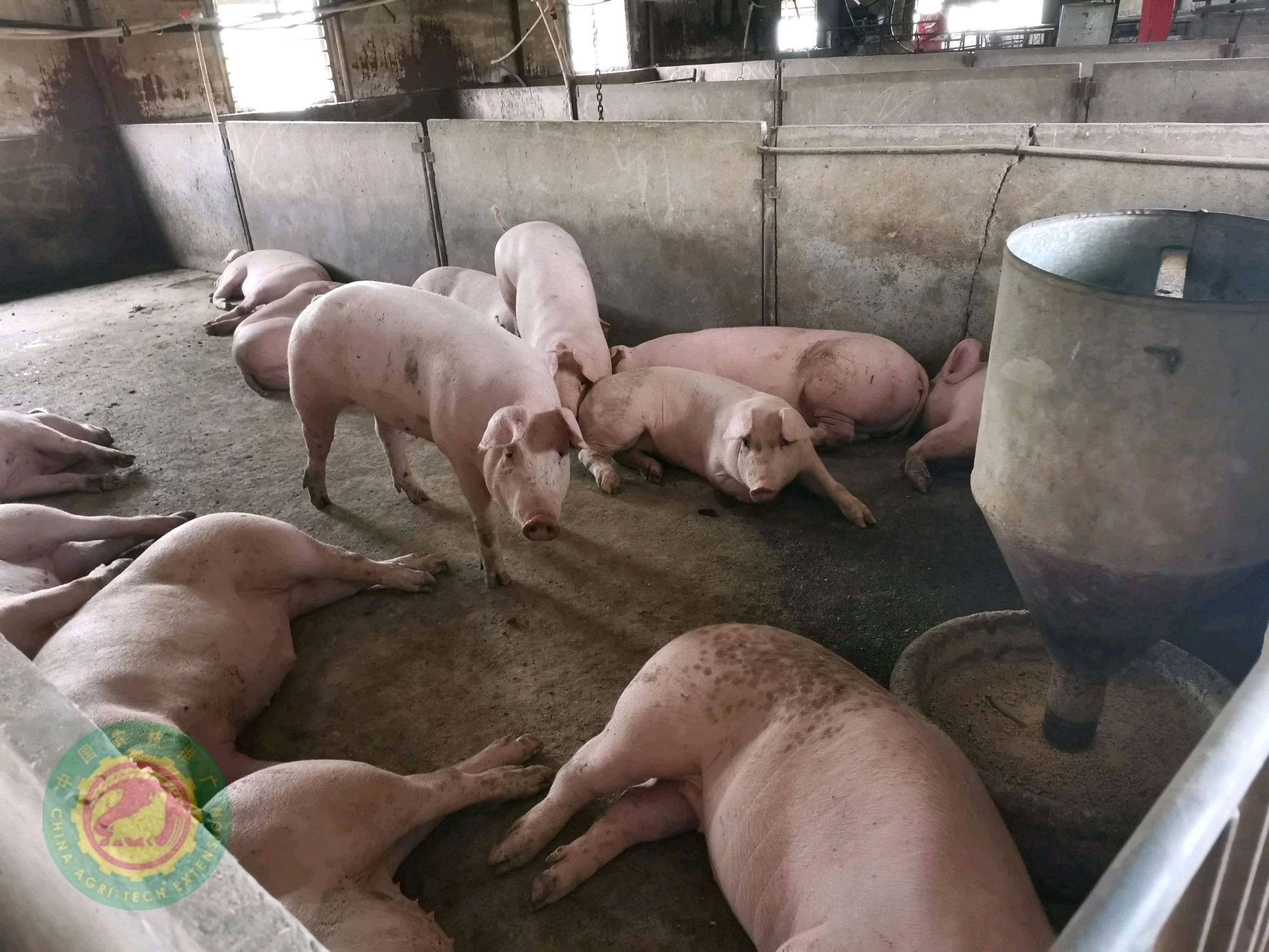 请问,大猪吃食不多是什么原因?