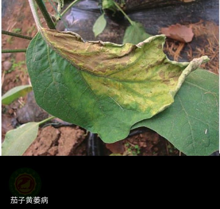 茄子黄萎病的药剂防治方法?