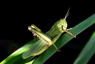 玉米田间的蝗虫该怎样防治?