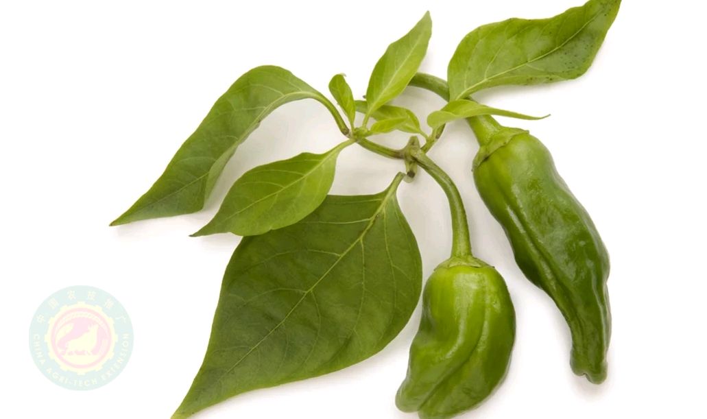 辣椒叶具有驱寒温胃,除湿健脾,养血驱寒,补肝明目的功效,对于脾胃虚寒