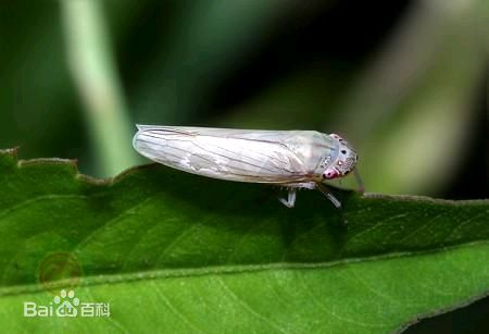 电光叶蝉的危害症状是什么?