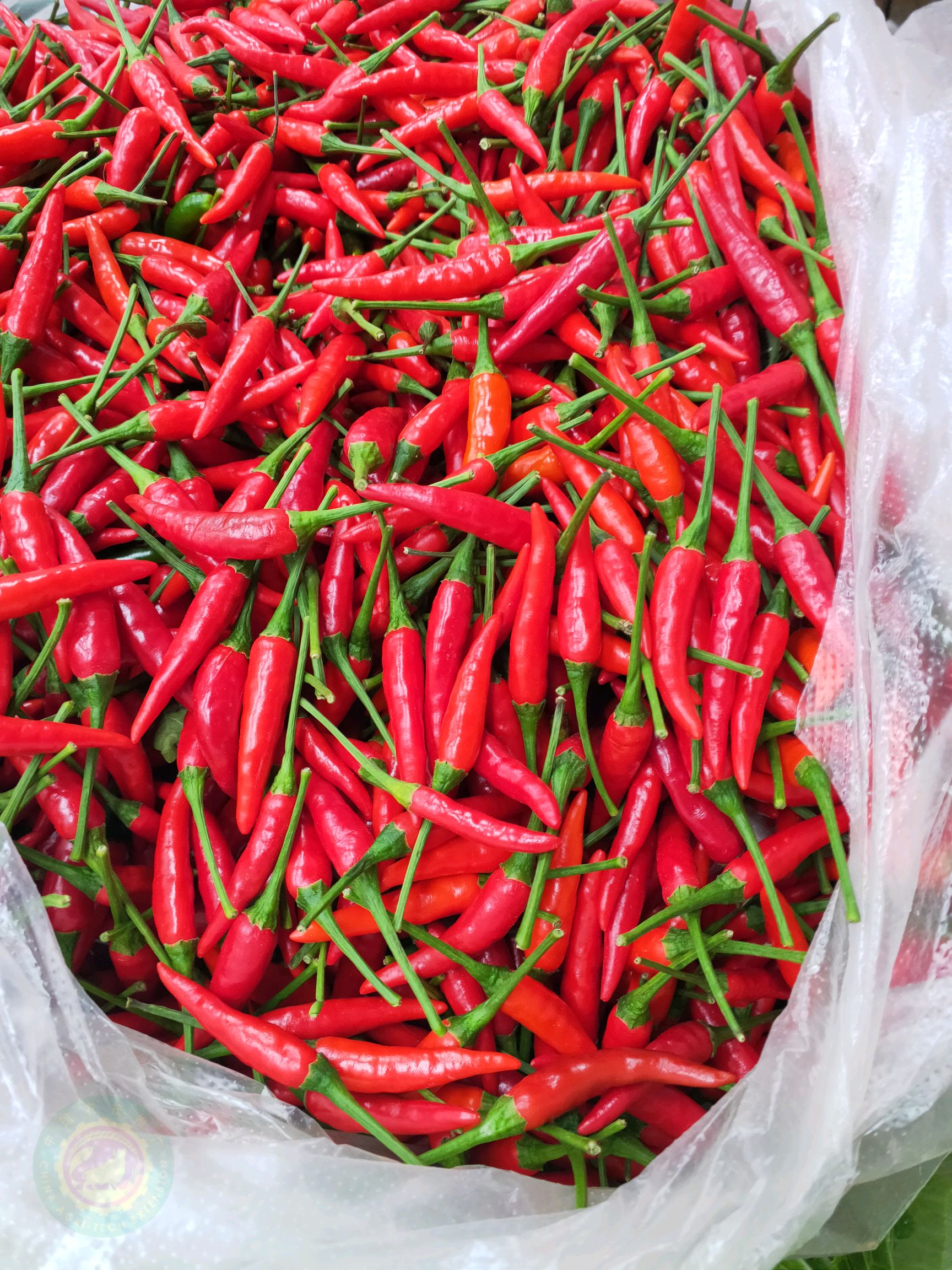 请问图片上的小米辣目前市场上多少钱一斤?