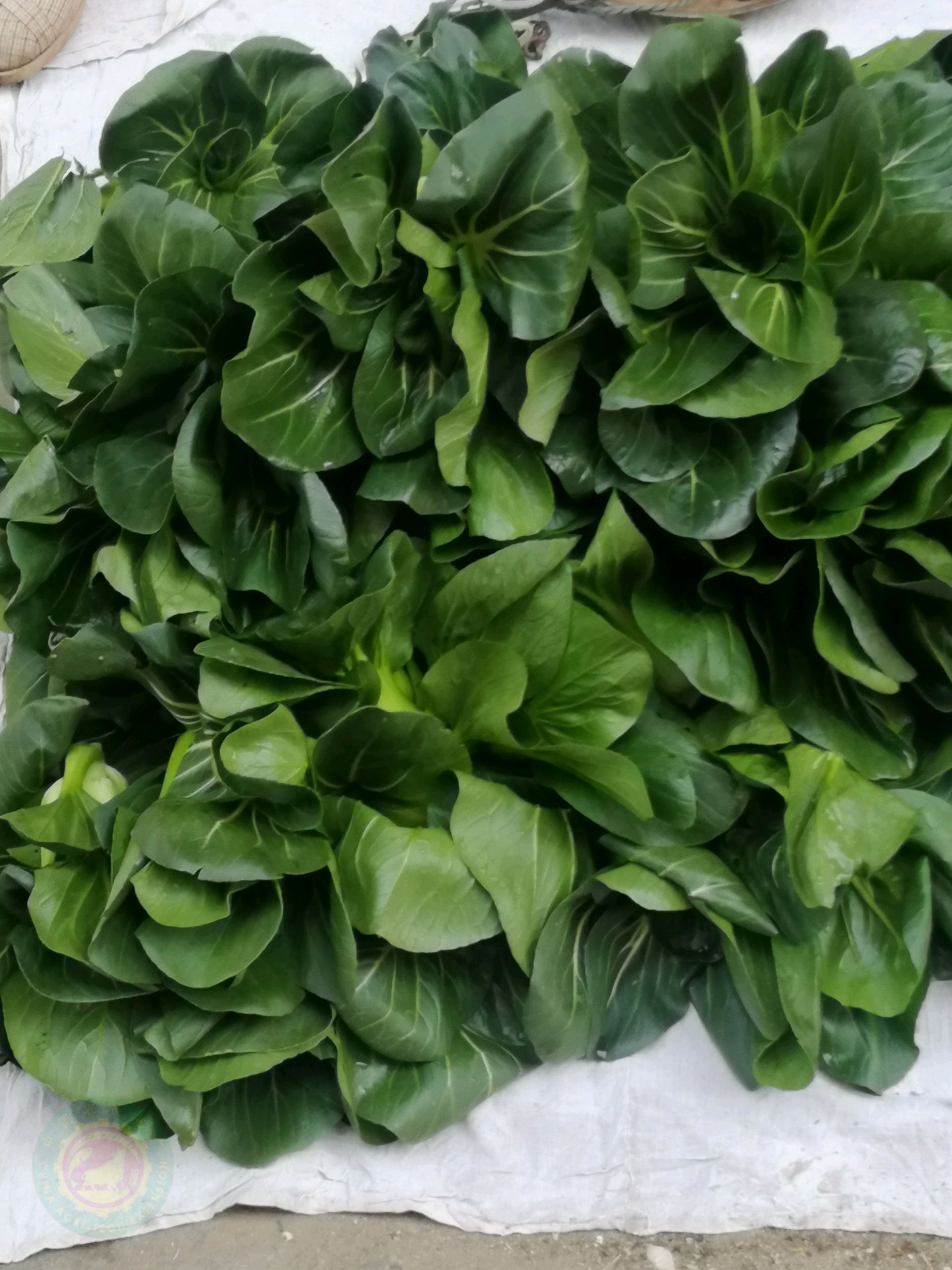 中国农技推广信息平台