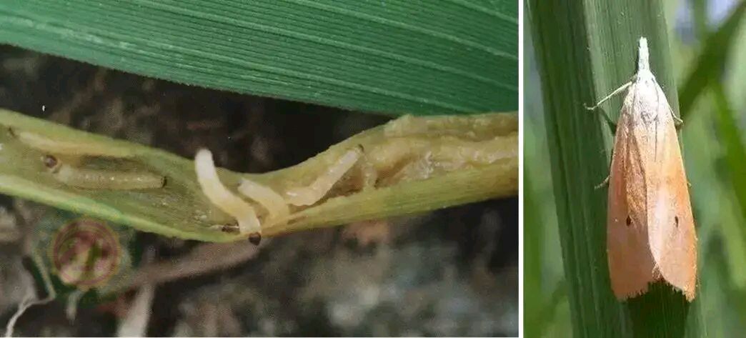 水稻三化螟的防治方法是什么?