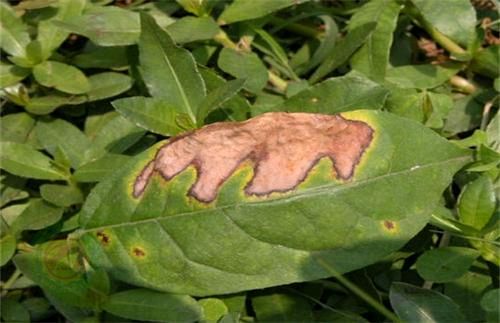 中国农技推广信息平台