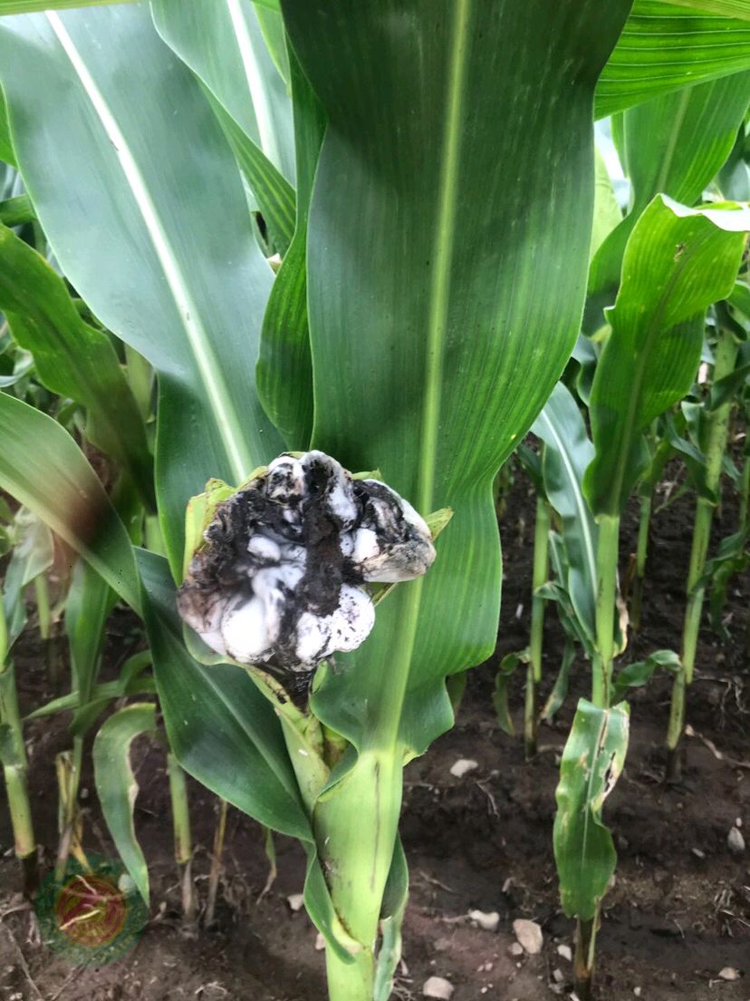 中国农技推广信息平台