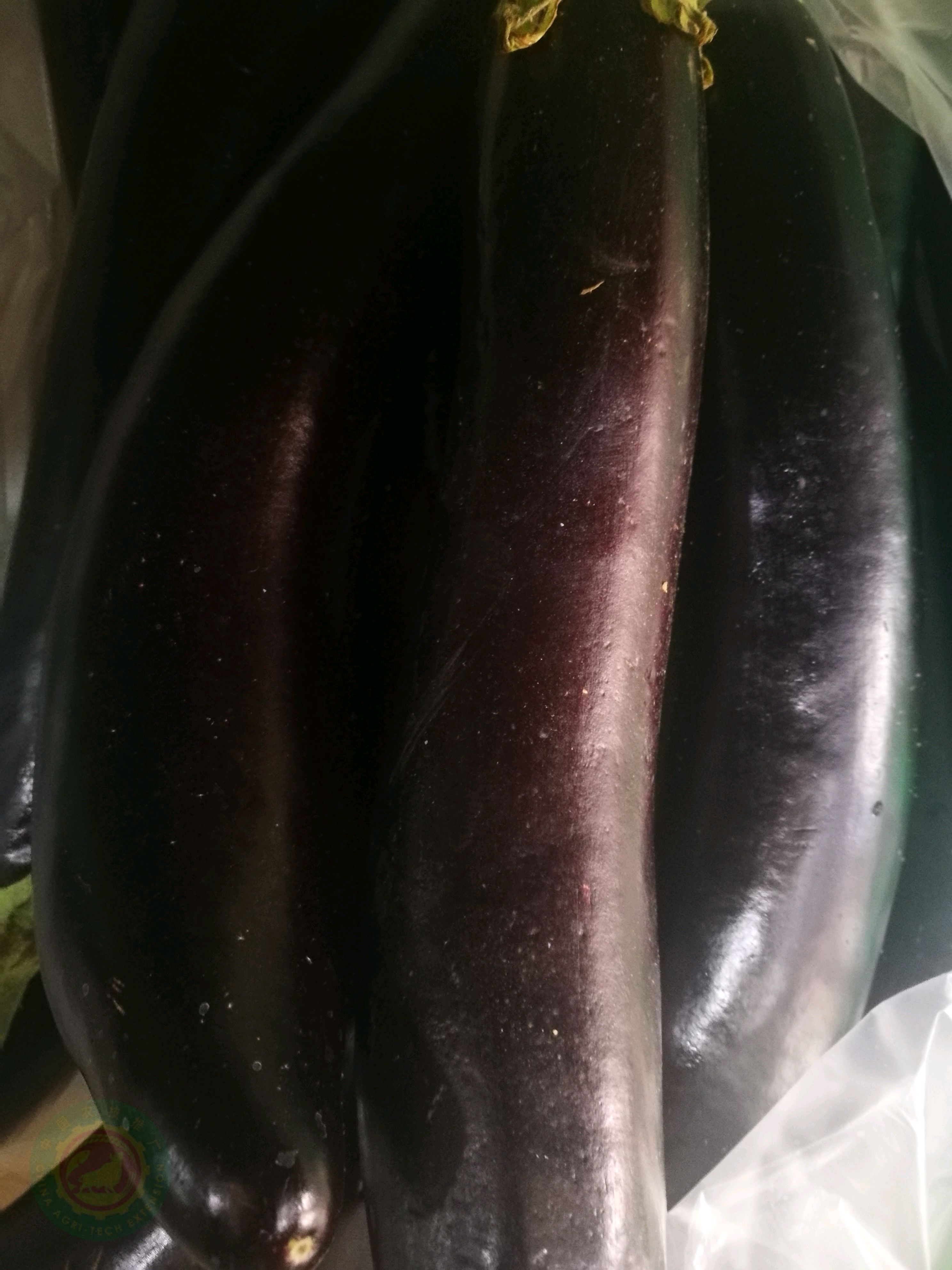 茄子生长过程中要防治哪些病虫害?