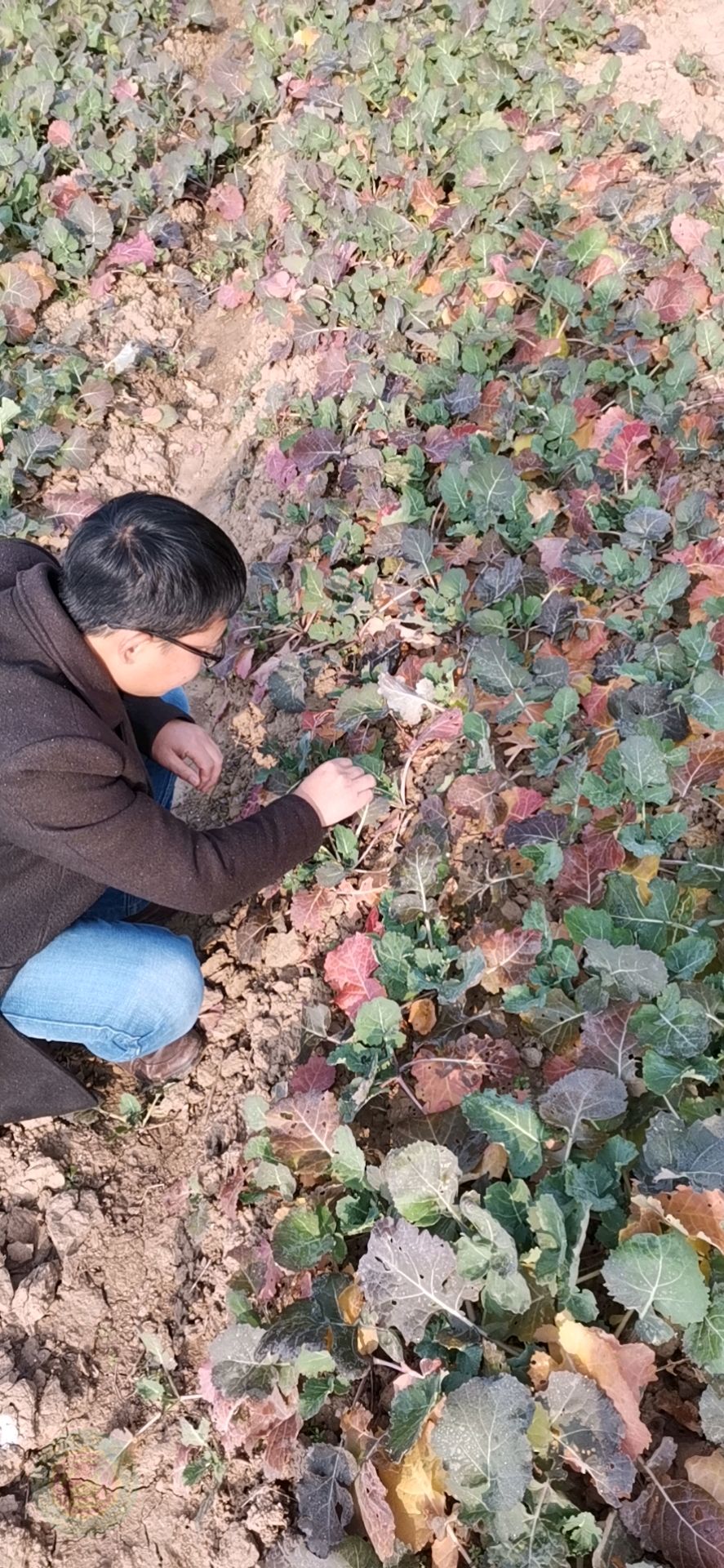 油菜红叶病图片图片