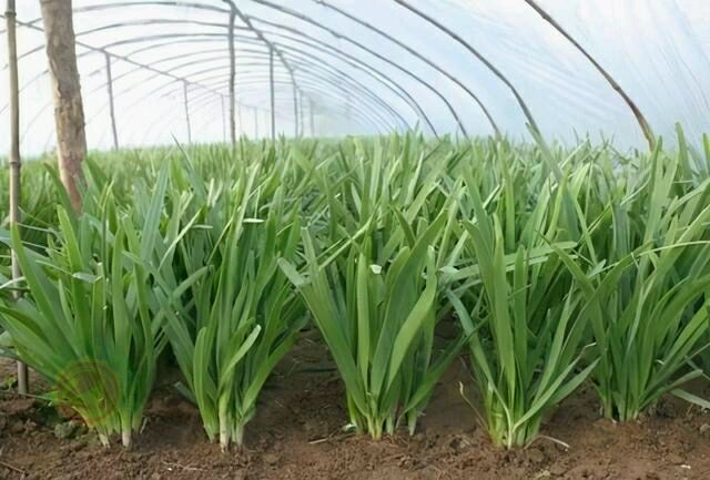 中国农技推广信息平台