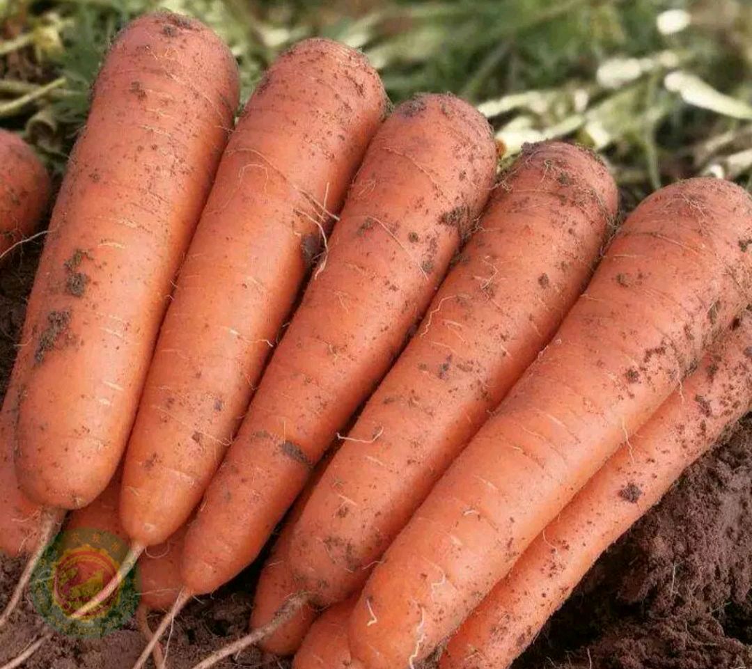 中国农技推广信息平台